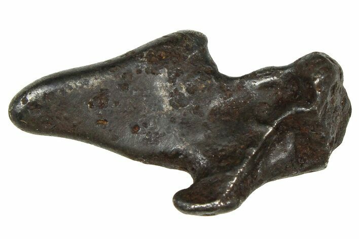 Fusion Crusted Sikhote-Alin Iron Meteorite ( g) - Russia #375328